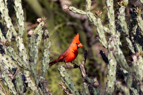 Cardinal - Chain Cholla Cactus
Verde River, Rio Verde. AZ. Cardinal - Chain Cholla Cactus
Verde River, Rio Verde. AZ.